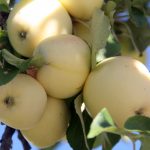 Ābeles zarā karājas ķekars ar dzelteniem āboliem, apkārt zaļas lapas